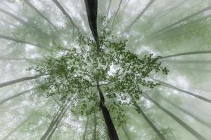 Foggy views from springtime photo