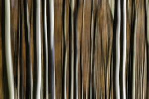 Abstract rendition of a beech forest photo