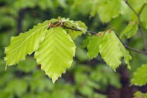 Beech spring leaves photo