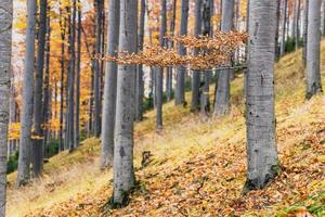 Autumn beech forest photo