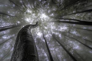 corona de arboles de verano foto