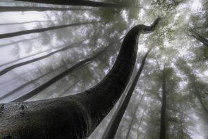 corona de arboles de verano foto