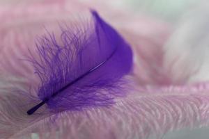 Lying goose feather photo