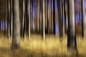 Abstract beech forest photo