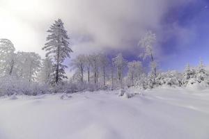 Sunny snowy landscape photo