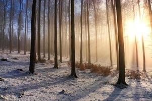 bosque de hayas de invierno foto