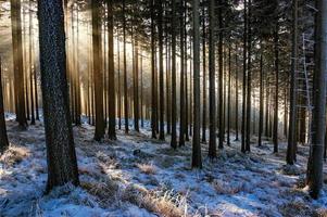 Winter spruce forest photo