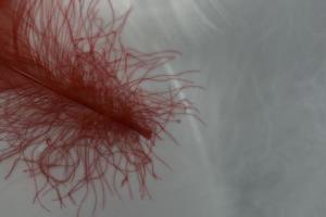 Macro view of one red feather photo