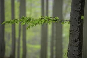 Spring beech tree with leaves photo