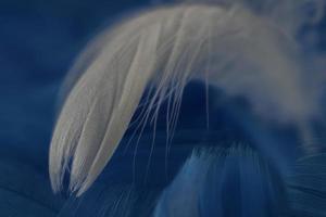 Macro view of one white feather photo