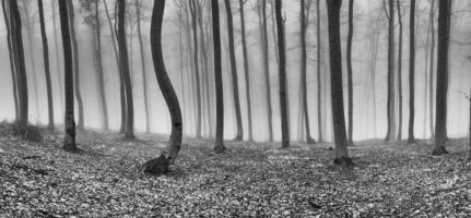 Panorama beech forest photo