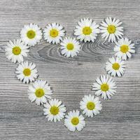 Flowers of heart-shaped daisies photo