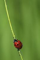 Ladybird on a stem photo