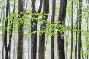 Spring leaves from beech forest photo