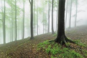 Spring forest with fog photo