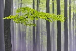 Beech branch with leaves photo