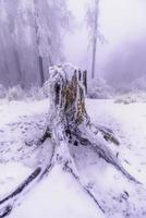 Old tree stump photo