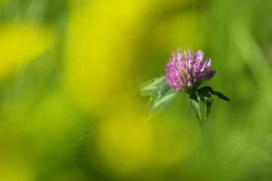 vista cercana de la flor del trébol foto