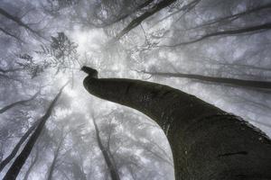 Wintertime trees crown photo