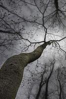 corona de arbol de primavera foto