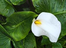 flor de zantedeschia aethiopica foto