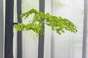 Beech branch with leaves photo