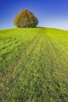 árbol solitario en la primavera foto