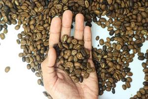 Roasted Coffee beans on a palm hand Barista. photo