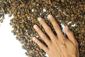 Roasted Coffee beans on a palm hand Barista. photo
