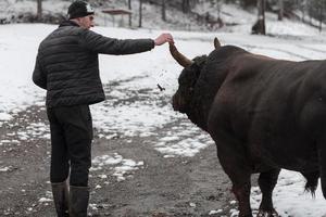 Fighter Bull whispers, A man who training a bull on a snowy winter day in a forest meadow and preparing him for a fight in the arena. Bullfighting concept. photo