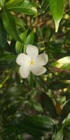 White flower in the green background photo