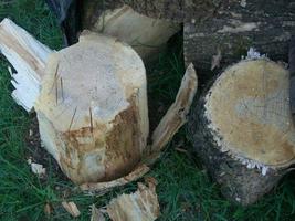 Fresh firewood chopped from large photo