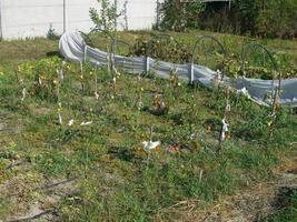 Growing summer harvest in the garden photo