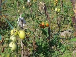 Growing summer harvest in the garden photo