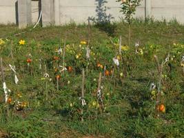 Growing summer harvest in the garden photo