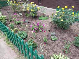 Flowers and plants grow in the front garden near the house in the city photo