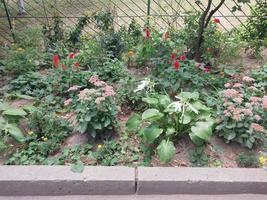 Flowers and plants grow in the front garden near the house in the city photo