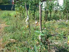 Growing summer harvest in the garden photo