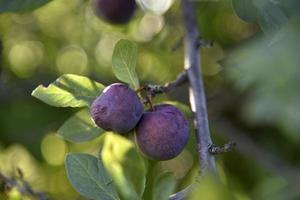 ciruelas lilas en un árbol verde en el jardín en verano. hermosos frutos de ciruela con hojas verdes. foto