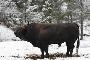 un gran toro negro en el entrenamiento de nieve para luchar en la arena. concepto de corridas de toros. enfoque selectivo foto