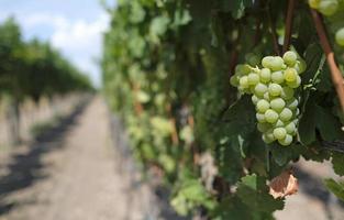 Beautiful vineyard landscape in the Palatinate region in Germany photo