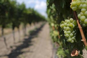 Beautiful vineyard landscape in the Palatinate region in Germany photo