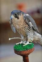 arab falcon bird photo