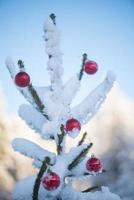 christmas balls on tree photo