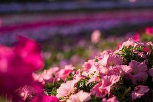 Dubai miracle garden photo