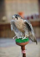 arab falcon bird photo