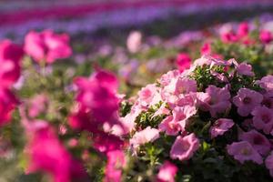 Dubai miracle garden photo