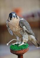 arab falcon bird photo