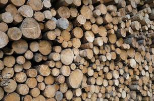 Stacked tree logs in a forest photo