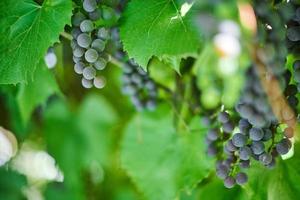 Bunch of grapes on vineyard. Table red grape with green vine leaves at sunny september day. Autumn harvest of grapes for making wine, jam and juice. photo